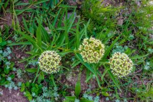 Antelope-horns Milkweed