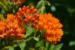 Butterflyweed Milkweed