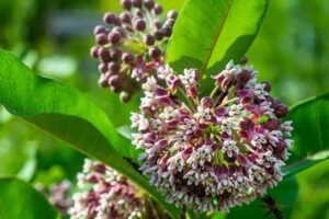 Common Milkweed