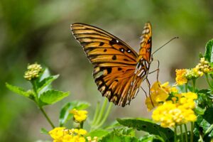 Gulf Fritillary Butterfly