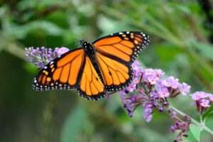 Monarch Butterfly