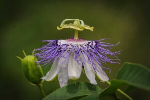 Purple Passionflower - Maypop