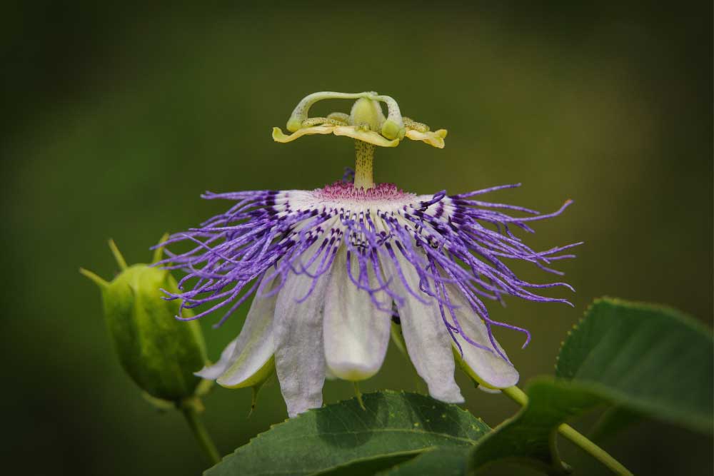 Purple Passionflower – Maypop