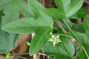 Corkystem Passionflower