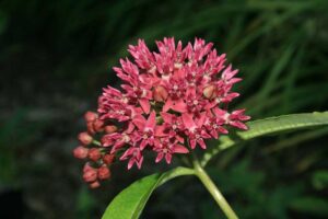 Purple Milkweed