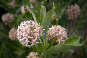 Showy Milkweed