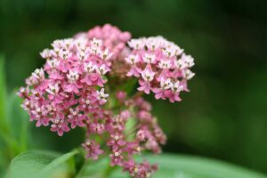 Swamp Milkweed