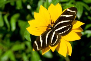 Zebra Longwing Butterfly