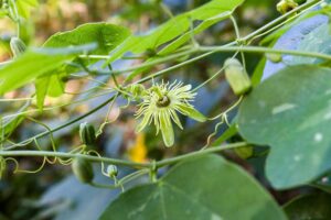 Yellow Passionflower