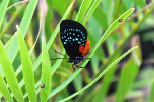 Reviving Florida's Atala Butterfly