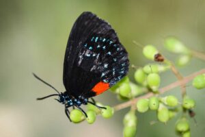 Atala Butterfly