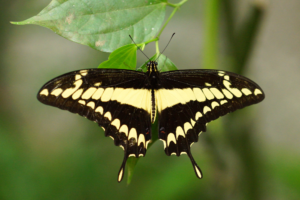 Giant Swallowtail Butterfly