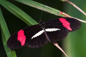 Crimson-patched Longwing (small postman)