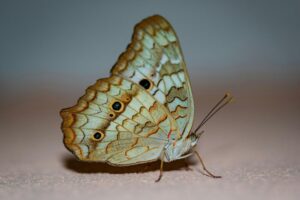 White Peacock Butterfly