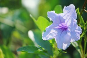 Wild Petunia